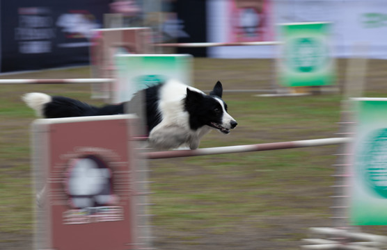 敏捷犬