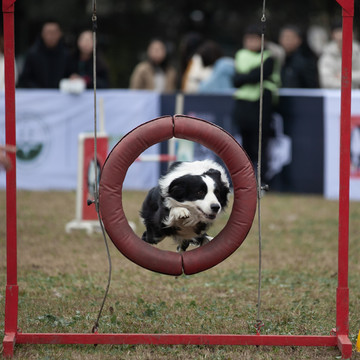 敏捷犬比赛