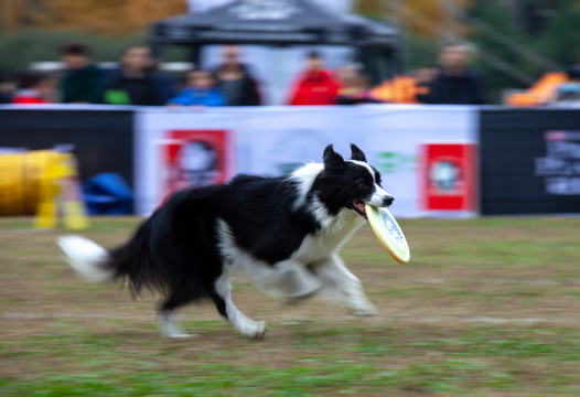 飞盘犬比赛