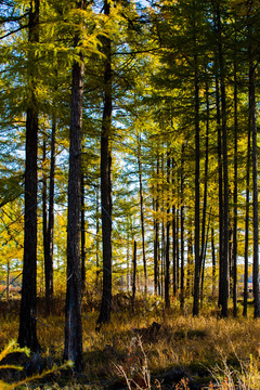 逆光拍摄秋季松树林