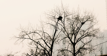 树与鸟巢