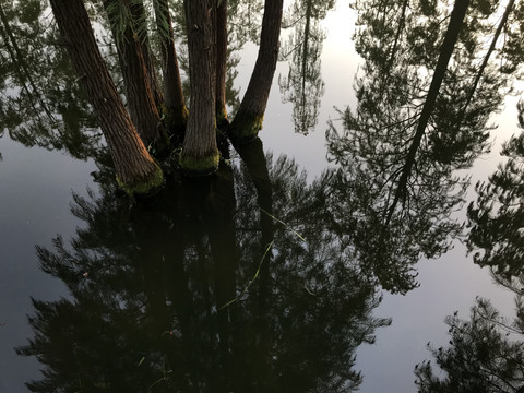 湿地水杉