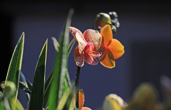 水仙花