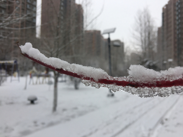 冬雪挂树枝