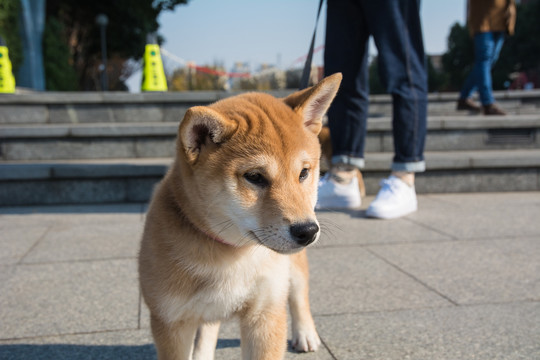 柴犬