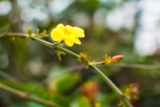 迎春花