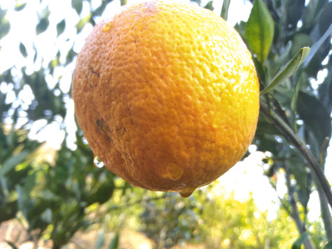 柑橘特写
