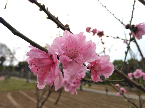 重瓣桃花