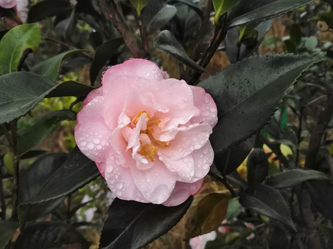 露水与白色茶花