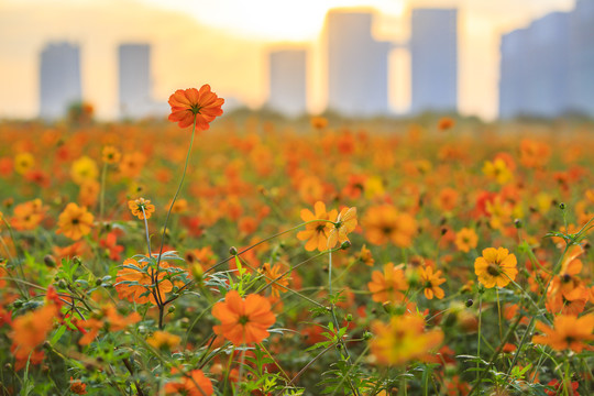 宁波北仑梅山保税区蝴蝶花花海美景