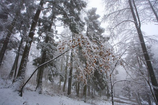 宁波奉化商量岗度假村雪景