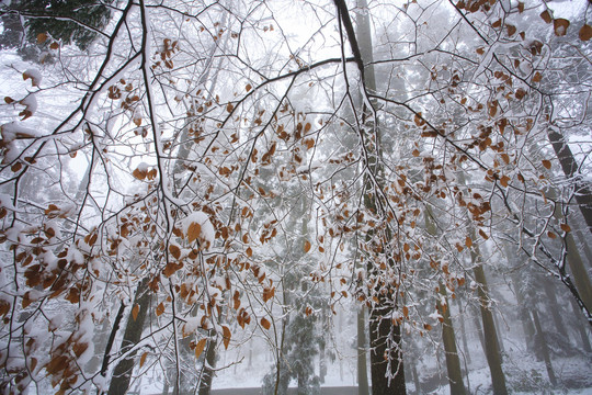 宁波奉化商量岗度假村雪景