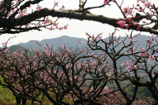 宁波奉化林家村桃花林美景