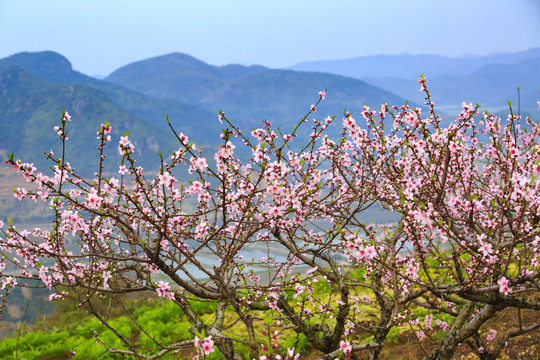 宁海桃花园