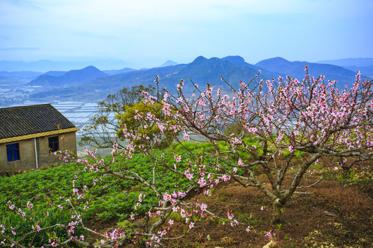 宁海桃花园