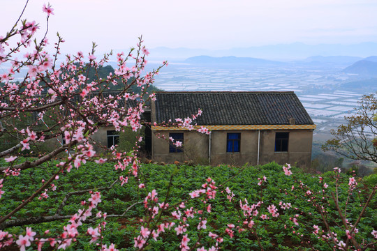 宁海桃花园