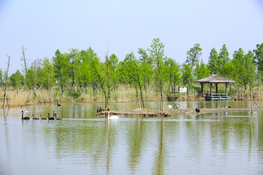 杭州湾湿地