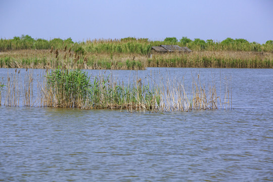 杭州湾湿地