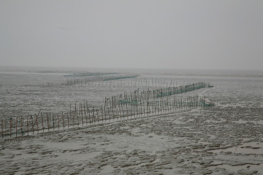 杭州湾湿地