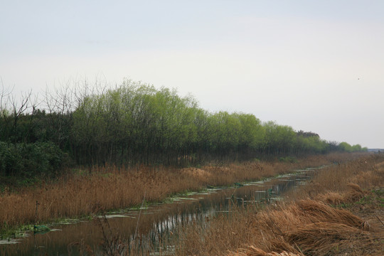 杭州湾湿地