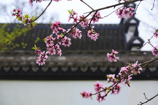 宁波慈溪达蓬山风景区桃花盛开