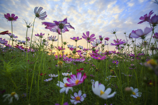 格桑花