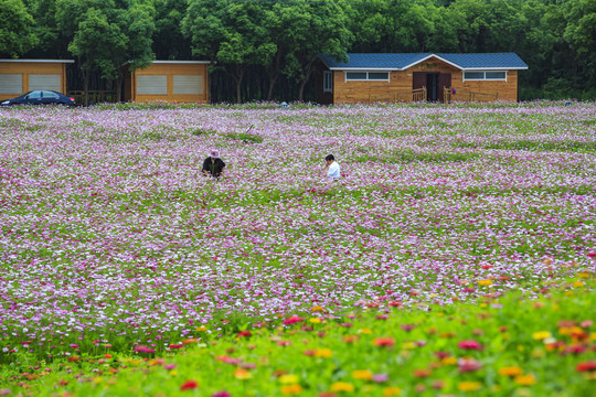 花海庭院