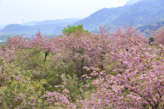 宁波海曙鄞江樱花美景