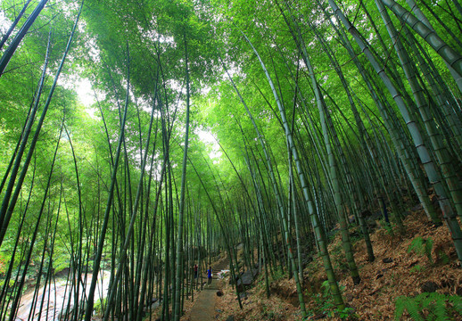 宁波海曙中坡山森林公园