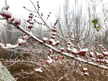 小雪