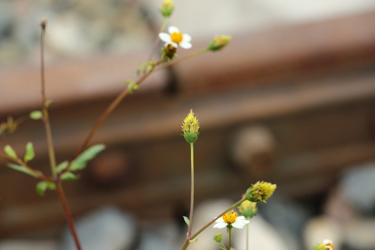 鬼针草