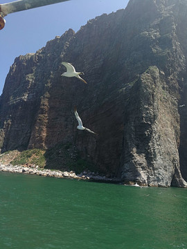 海鸥飞翔