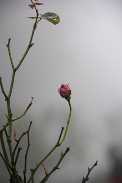 雨中玫瑰花骨朵