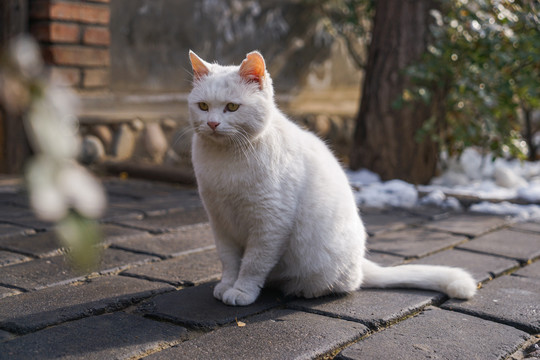 乡村院落房屋里的猫