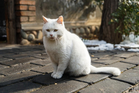 乡村院落房屋里的猫