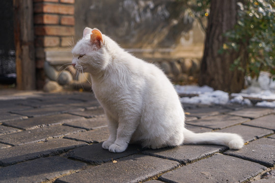 乡村院落房屋里的猫