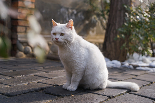 乡村院落房屋里的猫