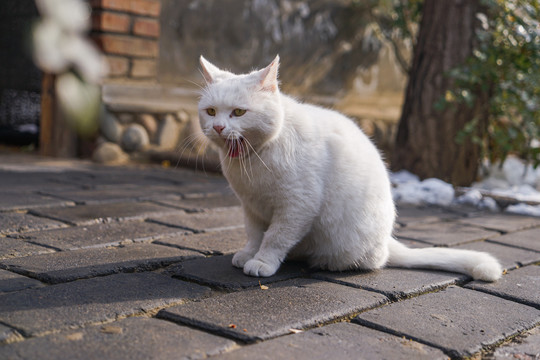 乡村院落房屋里的猫