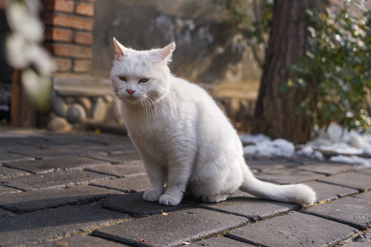 乡村院落房屋里的猫