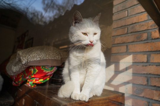 乡村院落房屋里的猫