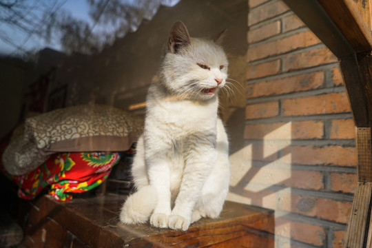 乡村院落房屋里的猫