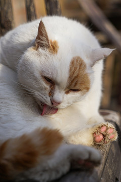 乡村院落房屋里的猫