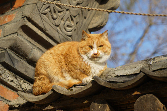 乡村院落房屋里的猫