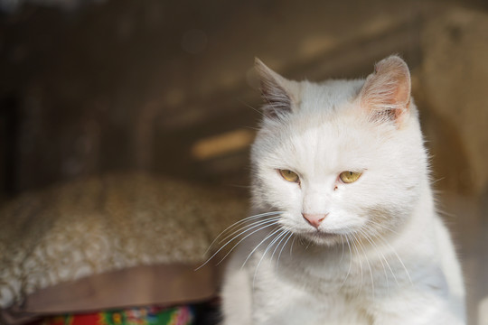 乡村院落房屋里的猫