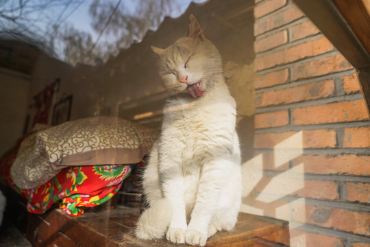 乡村院落房屋里的猫