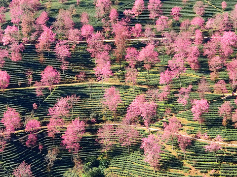 无量山樱花谷