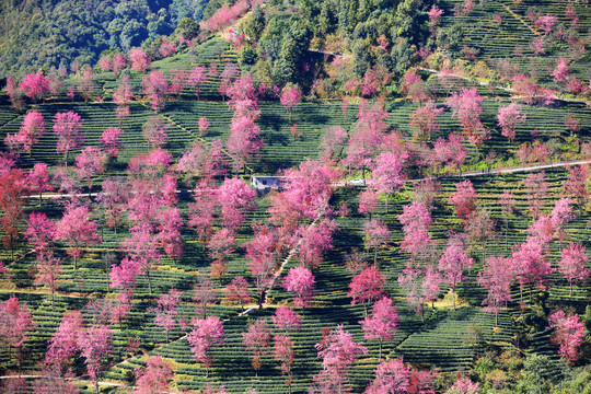 无量山樱花谷