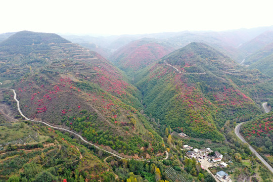 满山红叶