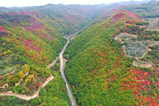 红叶满山