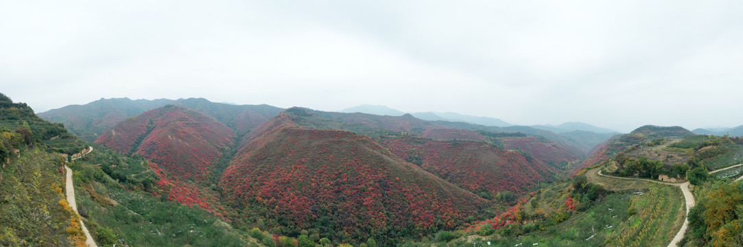 红叶满山